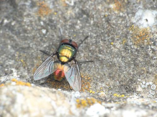 Lucilia sericata